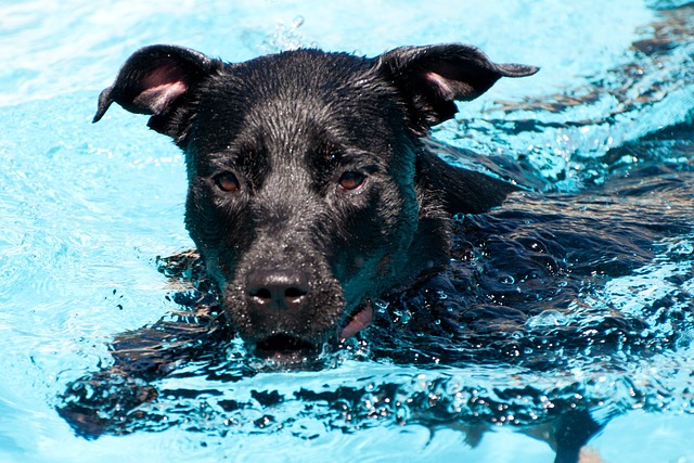 pes ve vodě