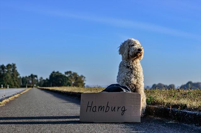 pes na cestě do Hamburku